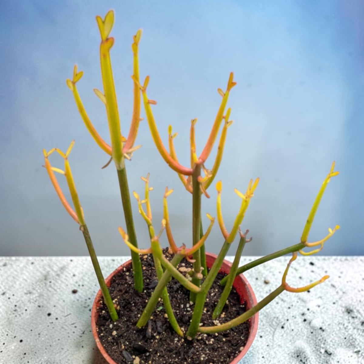 Euphorbia tirucalli 'Sticks on Fire' - Succulents Depot