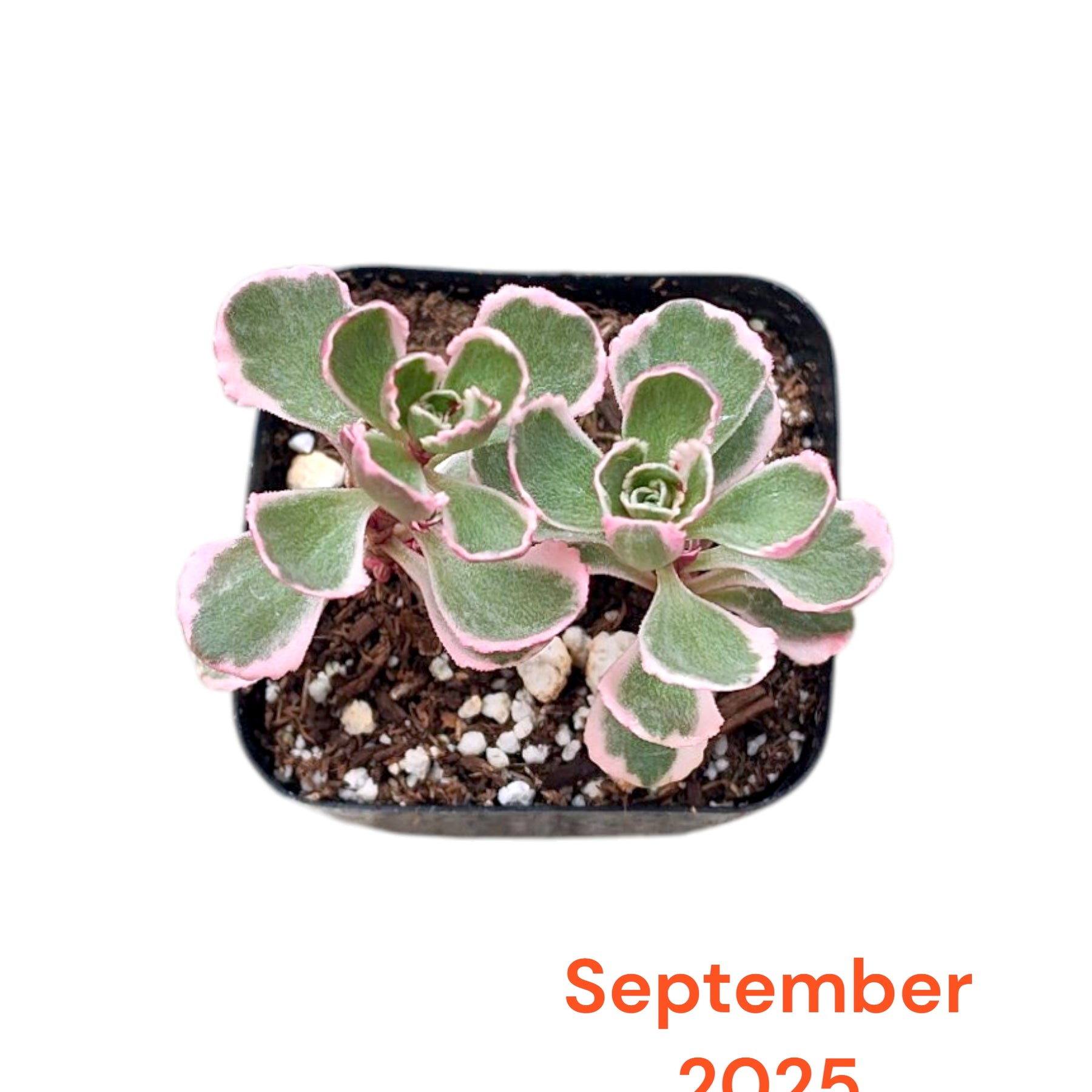 Monthly Subscription Box