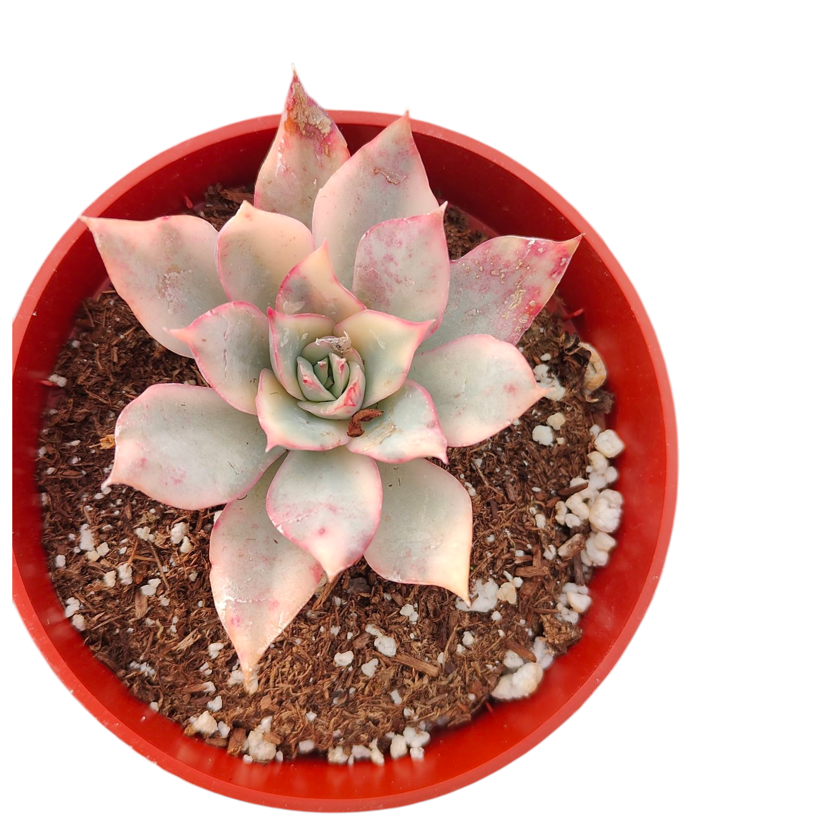 succulent nursery reddit Echeveria pulidonis Variegata