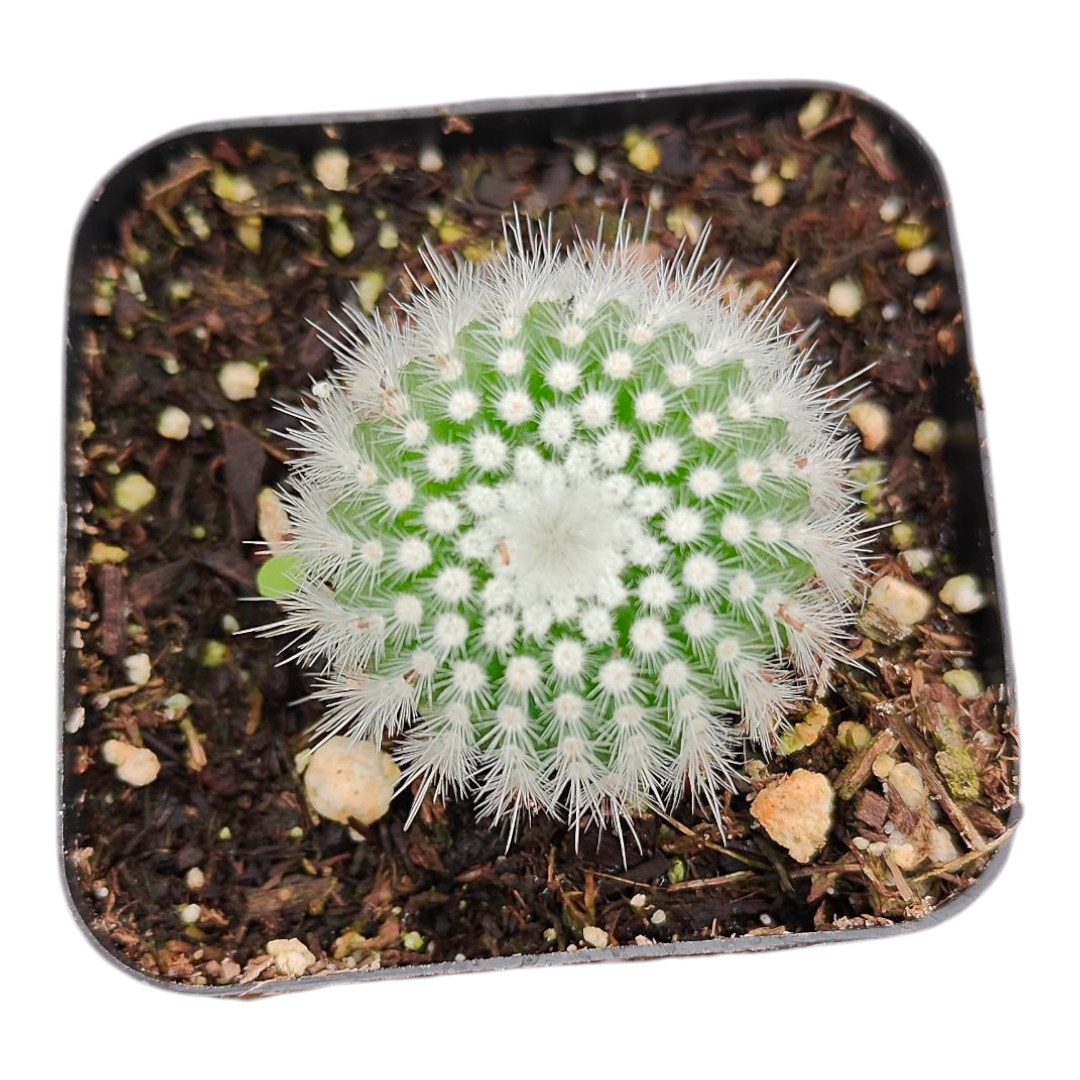 Notacactus Scopa Cactus - Succulents Depot