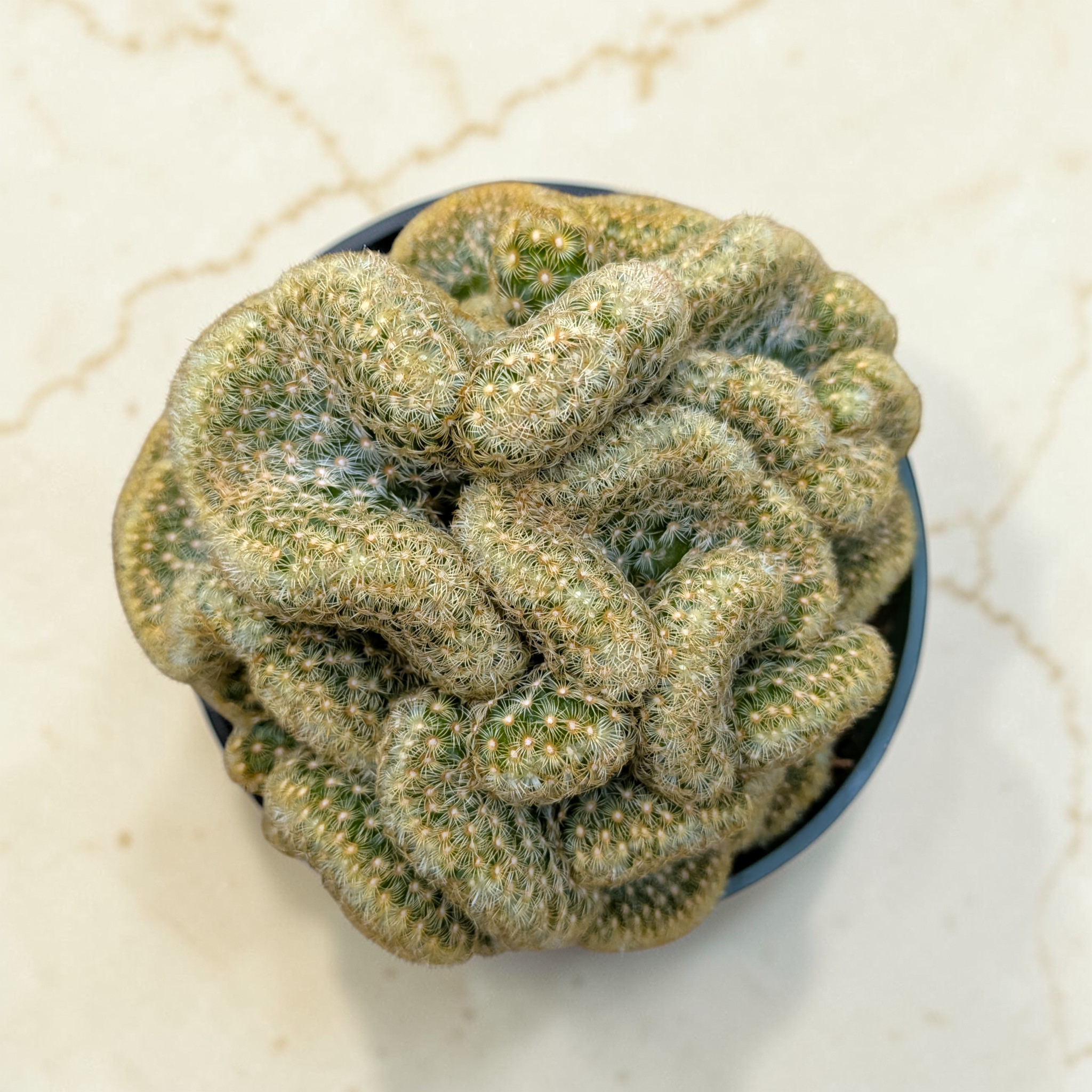 brain like succulent Mammillaria elongata cristata 'Brain Cactus'