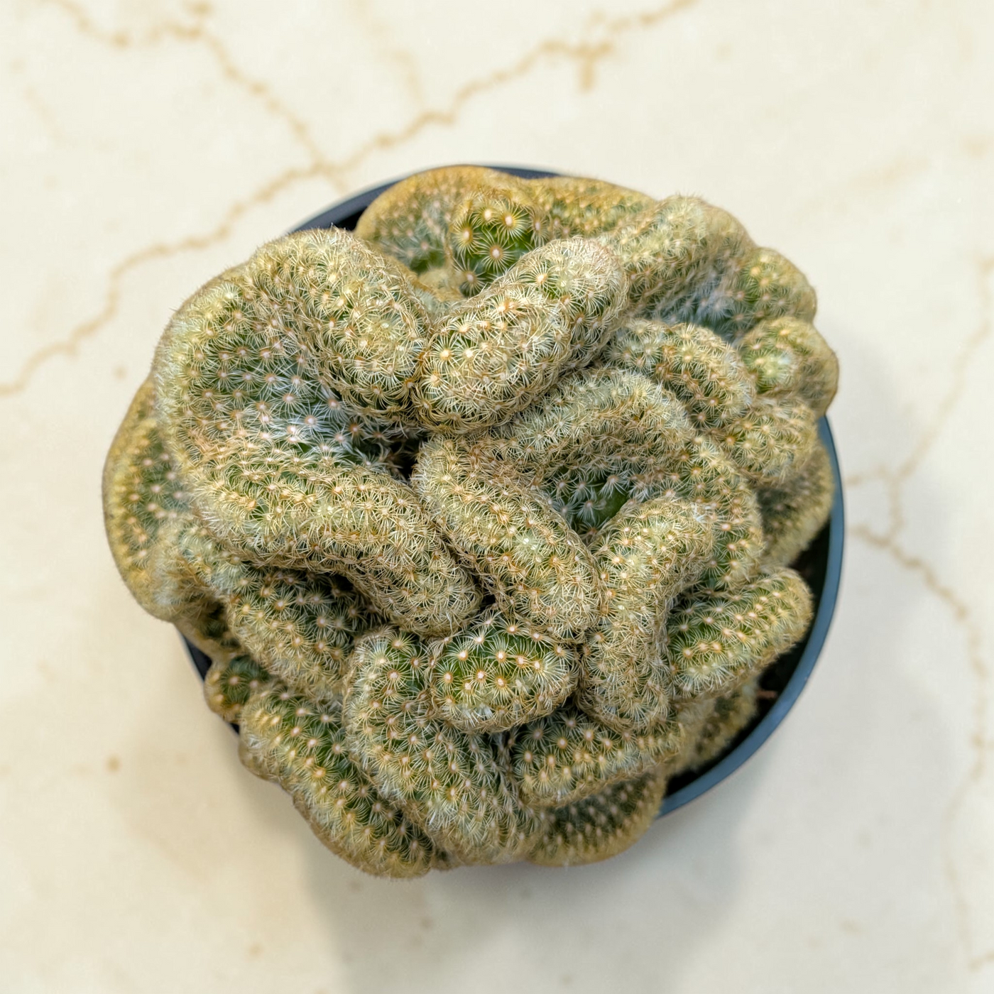 Mammillaria elongata cristata 'Brain Cactus' with intricate, spiny crests.