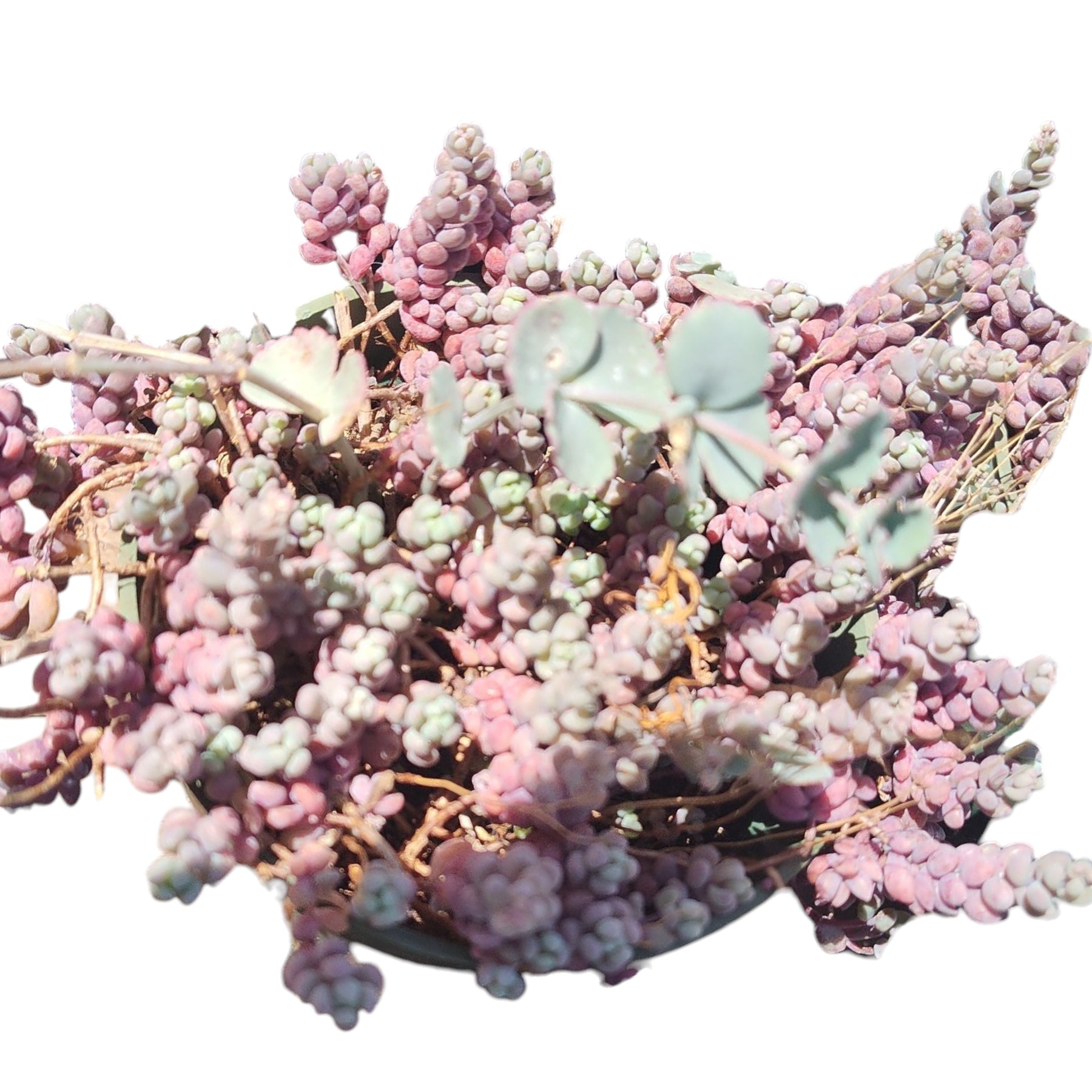 Sedum dasyphyllum 'Corsican Stonecrop'