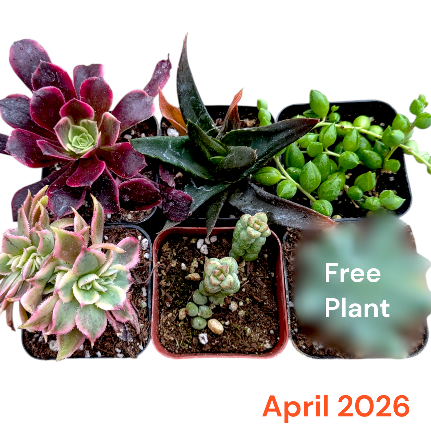 Monthly Subscription Box: Six small potted succulents with a free plant.