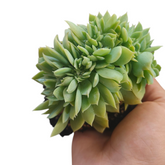 Echeveria 'Pansy' Crest