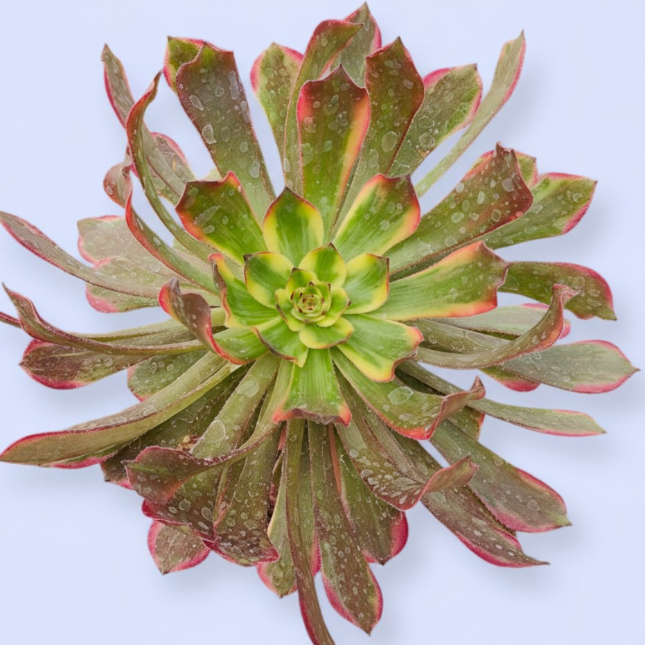 Aeonium Qingyi held with a pearl bracelet.