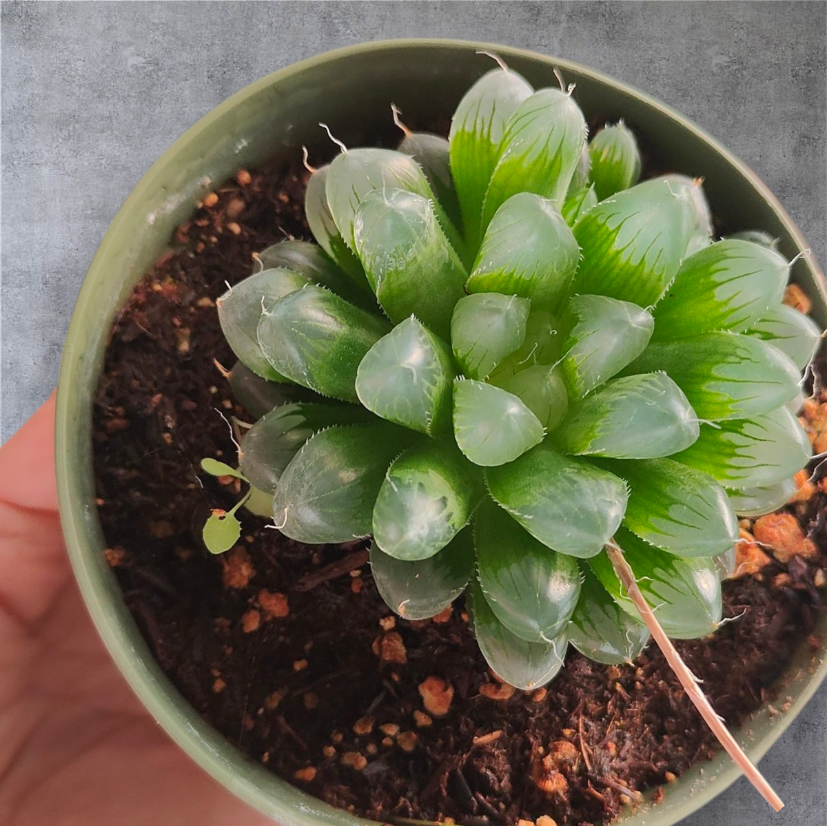 Haworthia cooperi var. truncata in green pot.