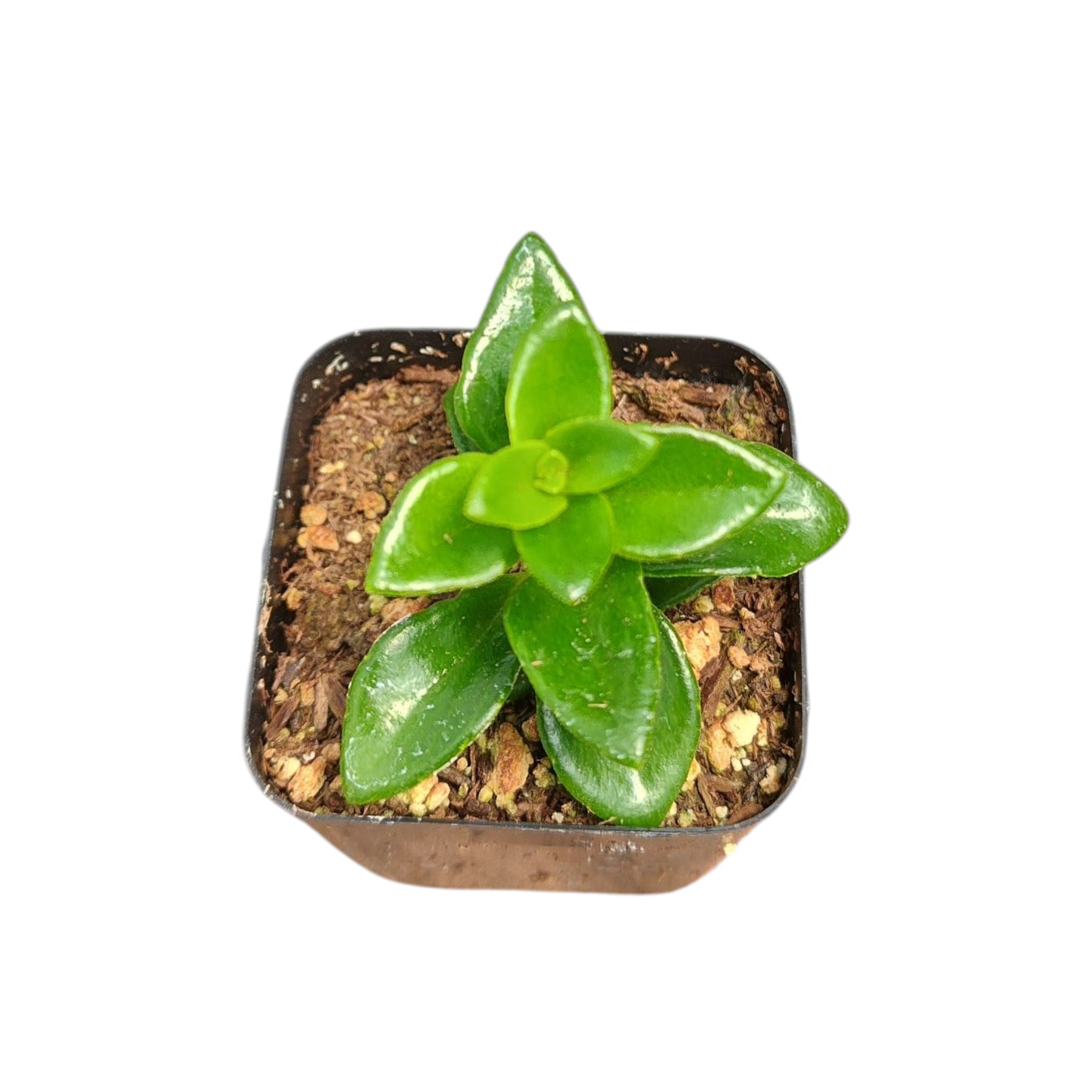 Nematanthus gregarius 'Goldfish Plant'