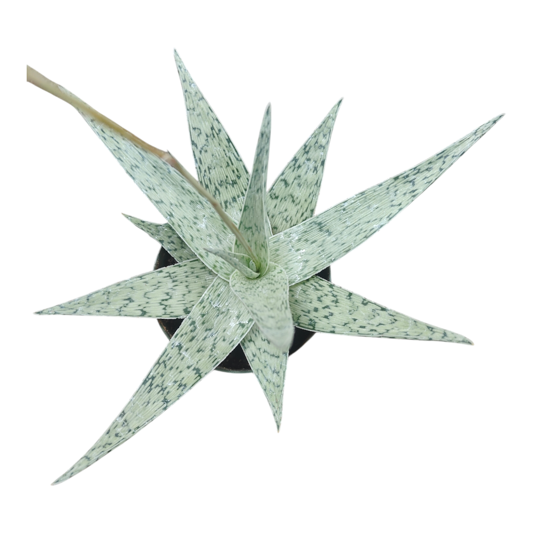 aloe vera braune blätter sonne Tipps zur Pflege deiner Pflanze : Aloe Vera – PflanzenFuerAlle