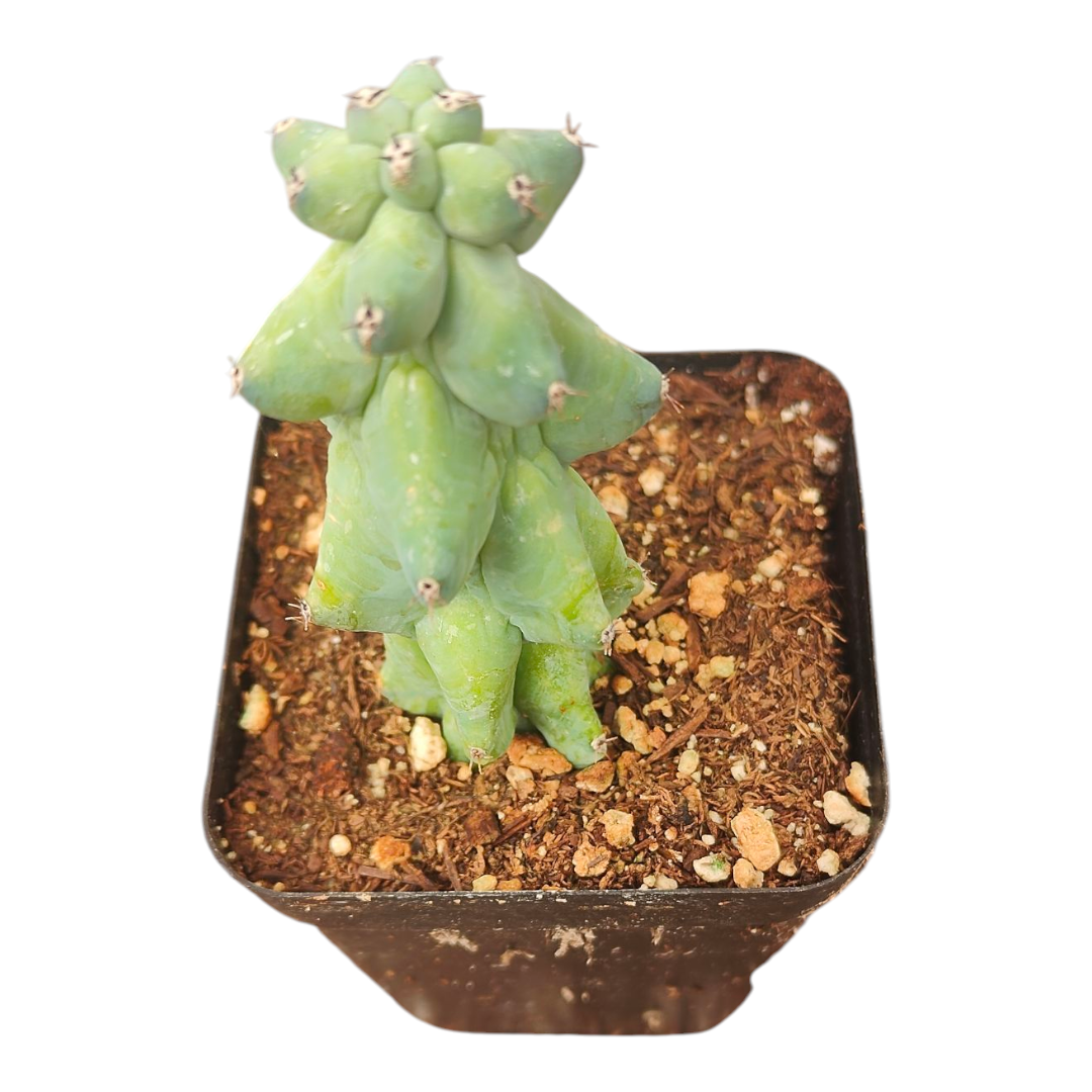 Myrtillocactus Geometrizans Boobie Cactus