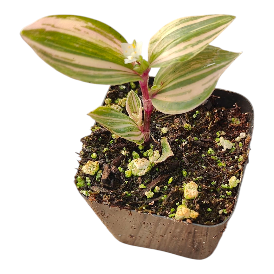 Tradescantia Chrysophylla Variegated Baby Bunny Bellies