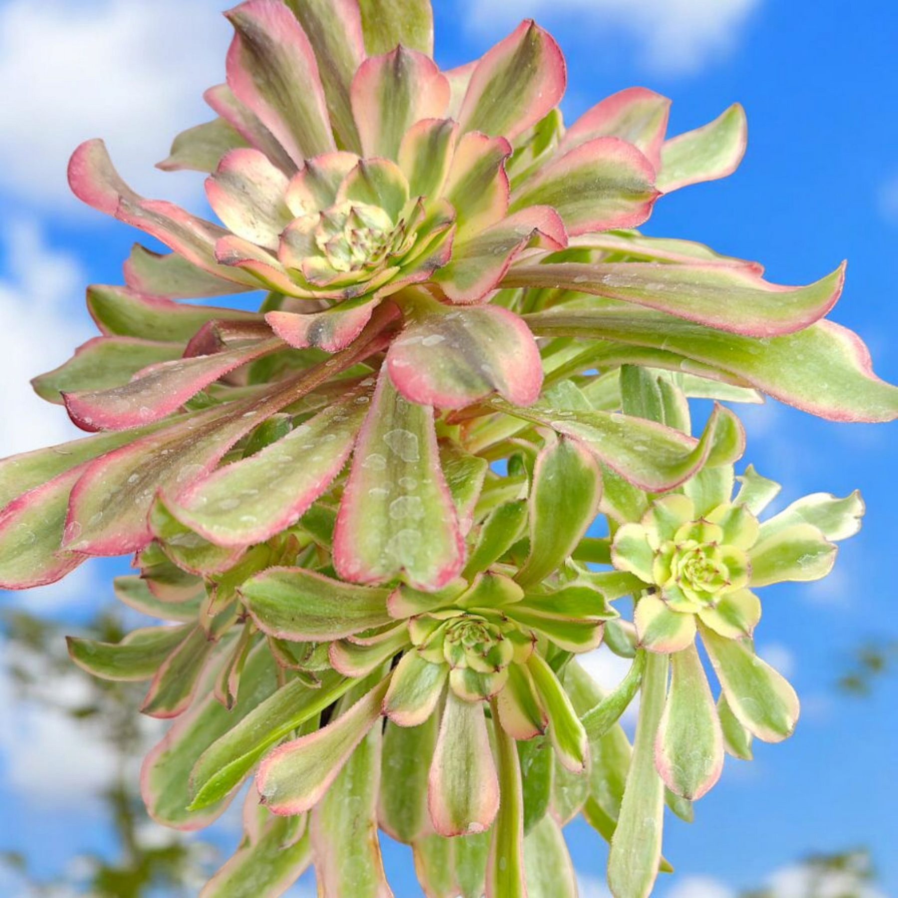 Aeonium Fendai
