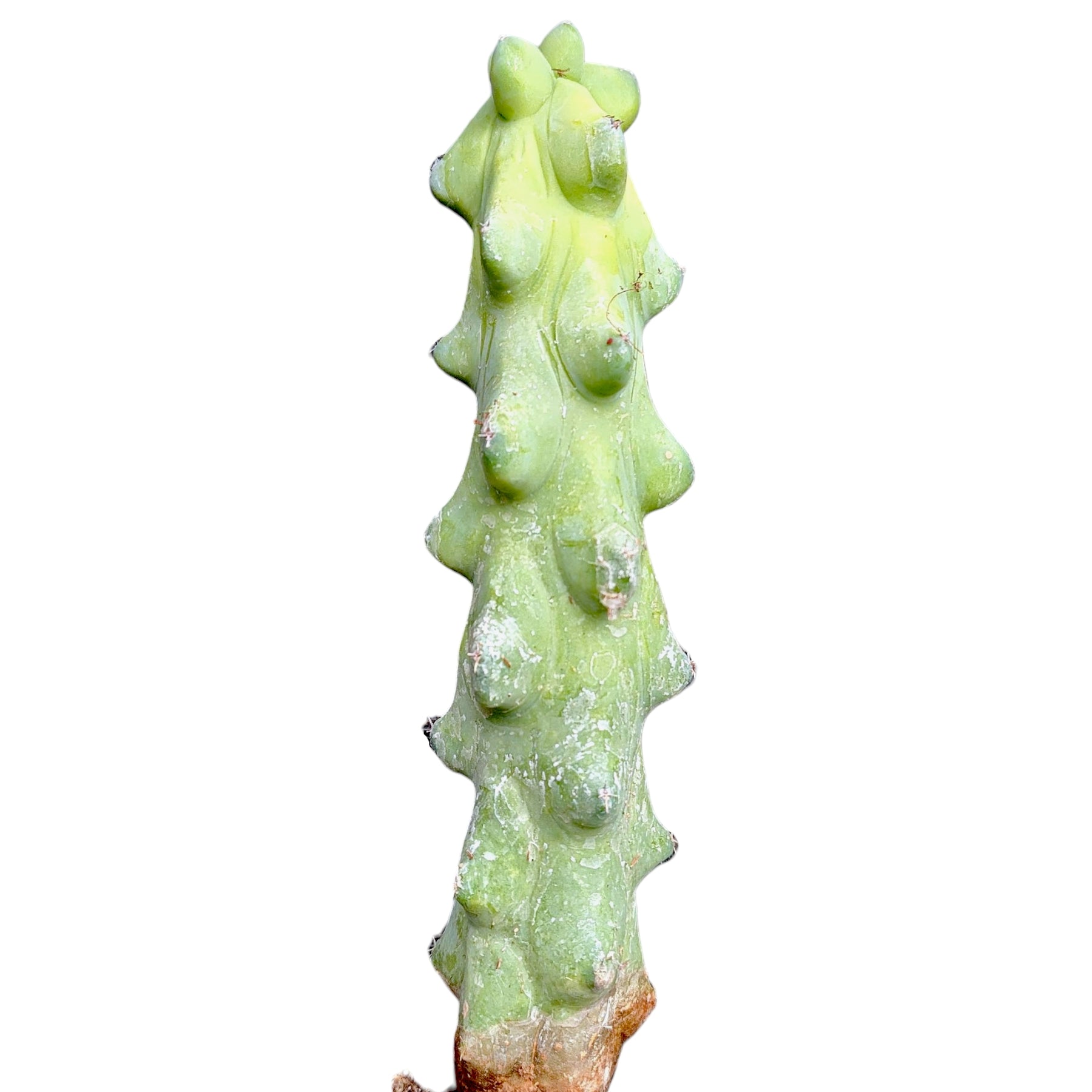 Myrtillocactus Geometrizans Boobie Cactus