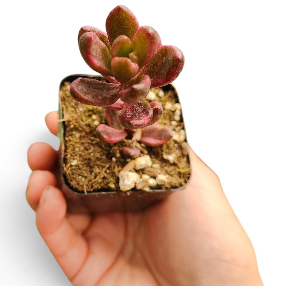 Sedum 'Chocolate' Variegated