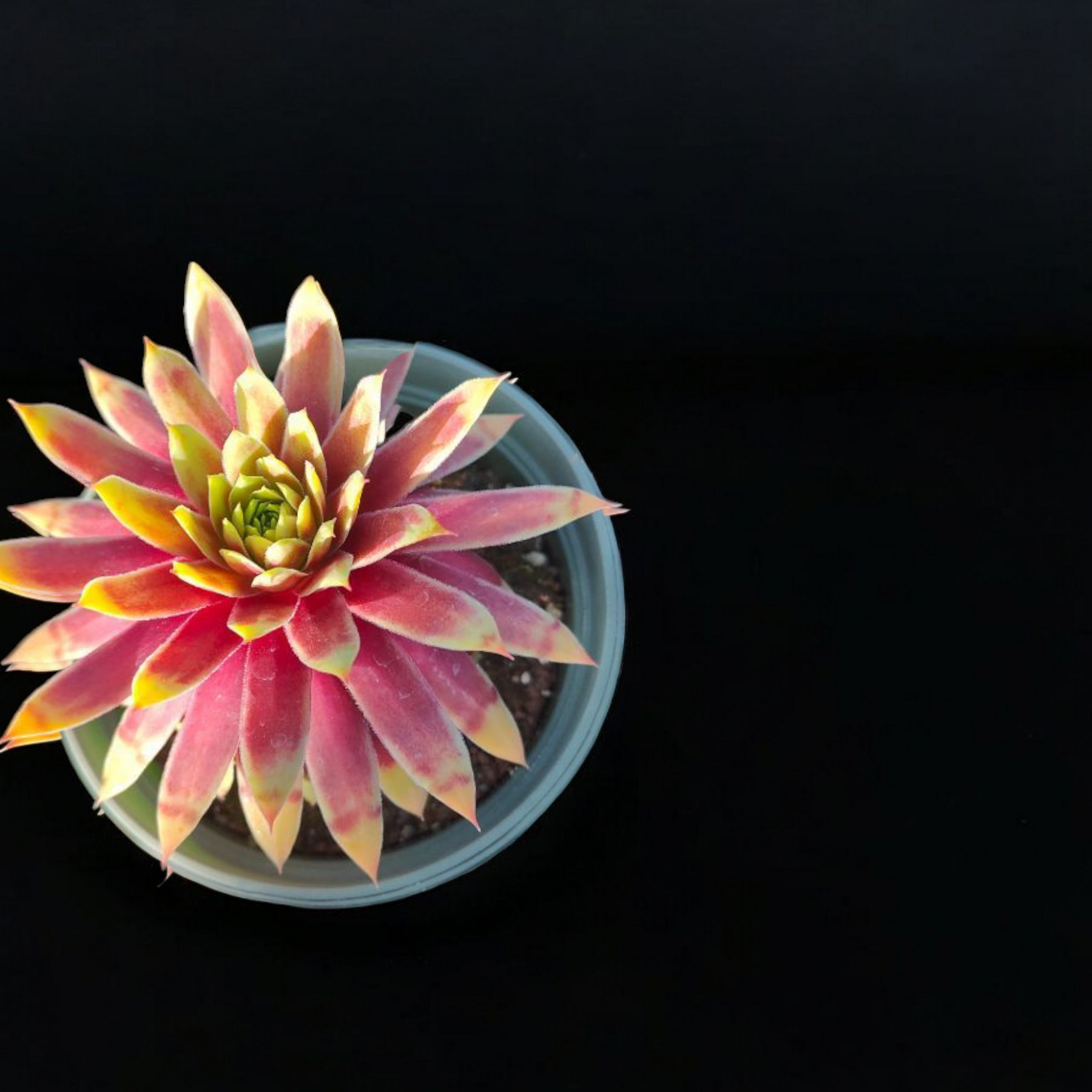Sempervivum Chick Charms® Gold Nugget™