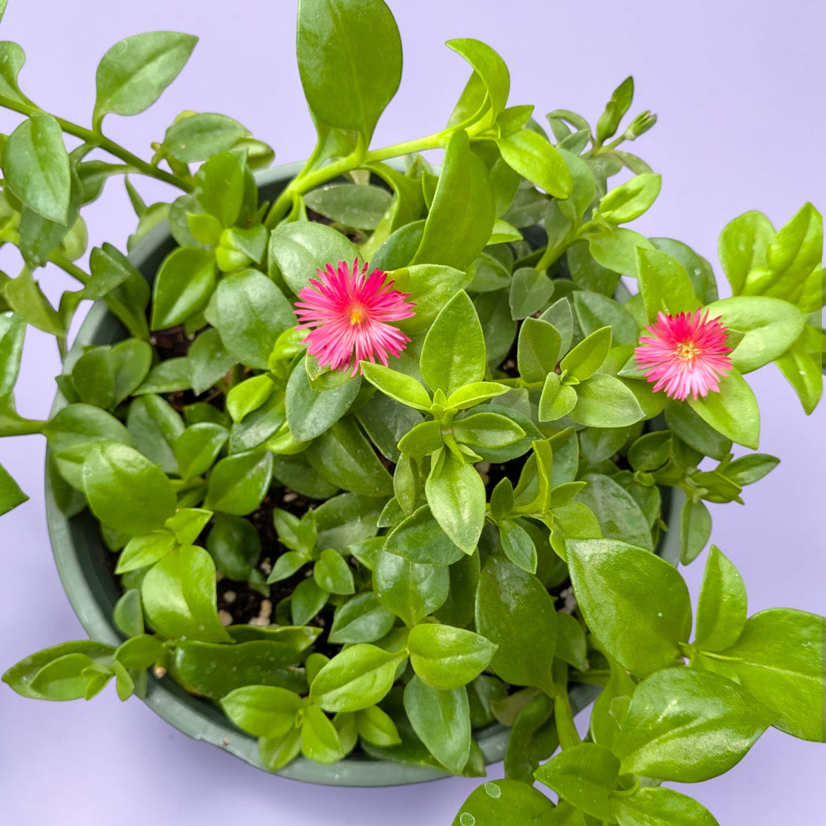 Aptenia cordifolia Baby Sun Rose Plant