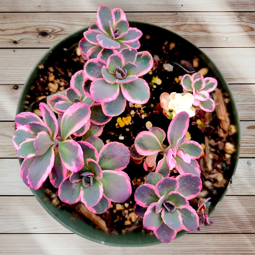 SunSparkler® Sedum 'Dream Dazzler' in green pot with variegated leaves.