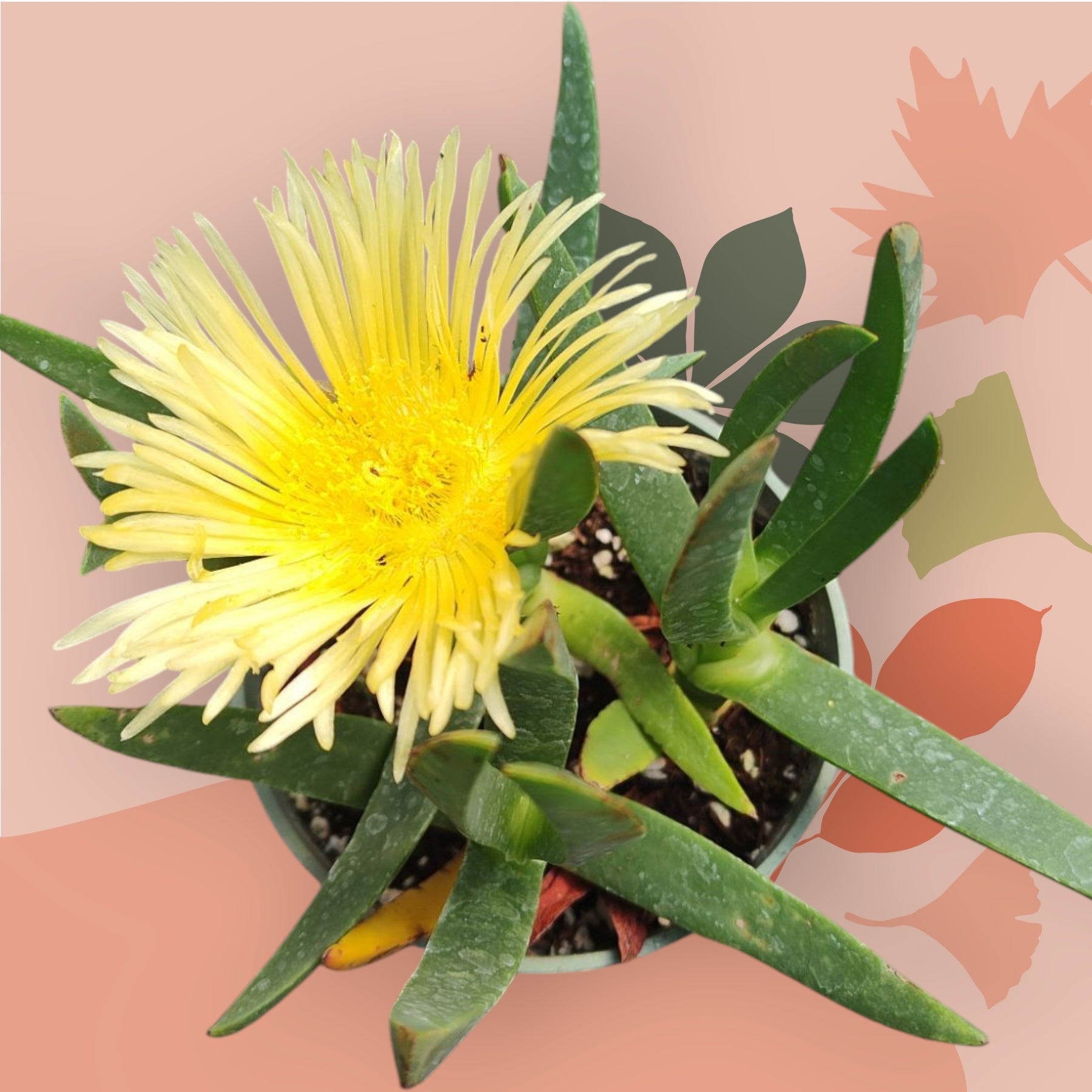 Carpobrotus edulis Hottentot Fig Ice Plant