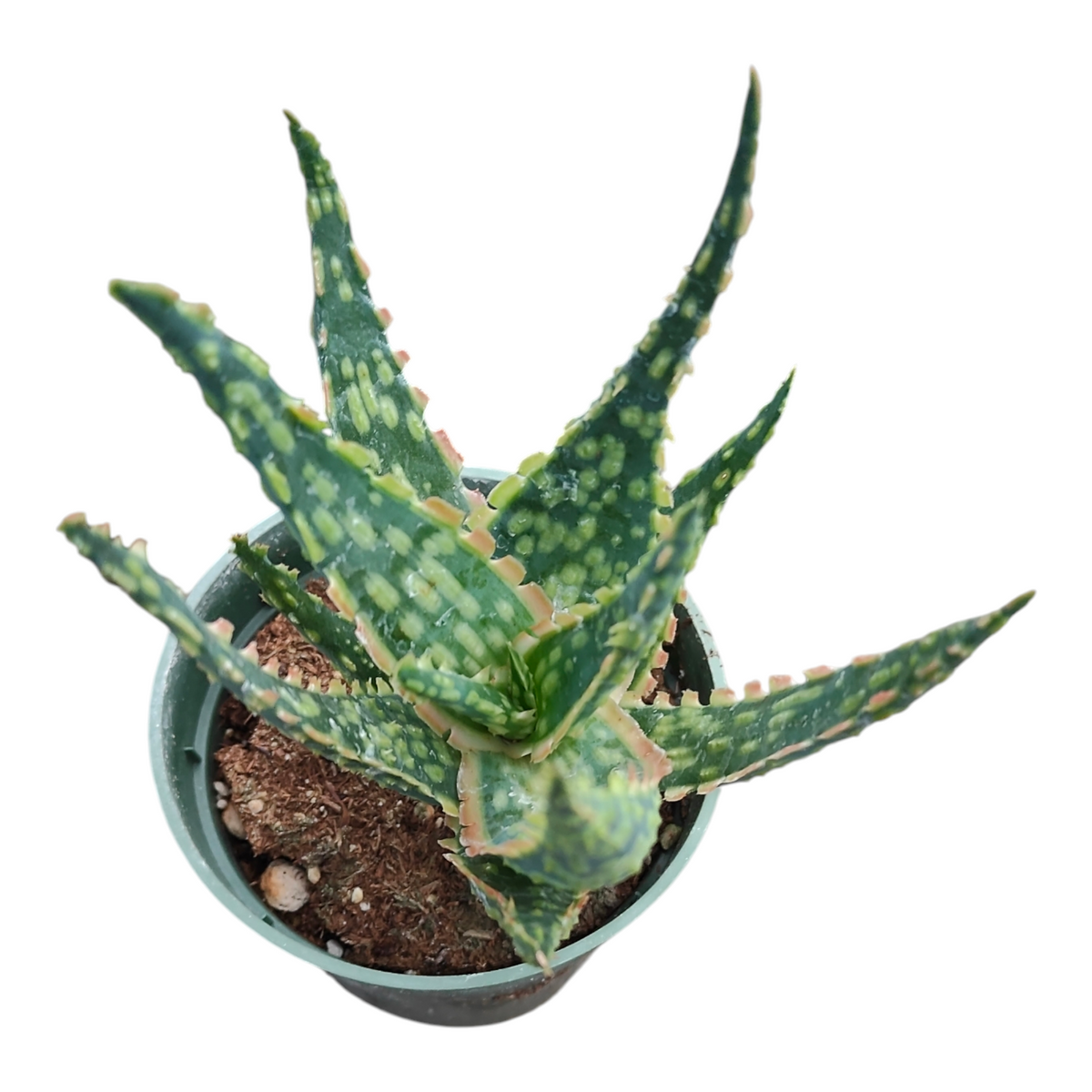 Aloe cv. Vito