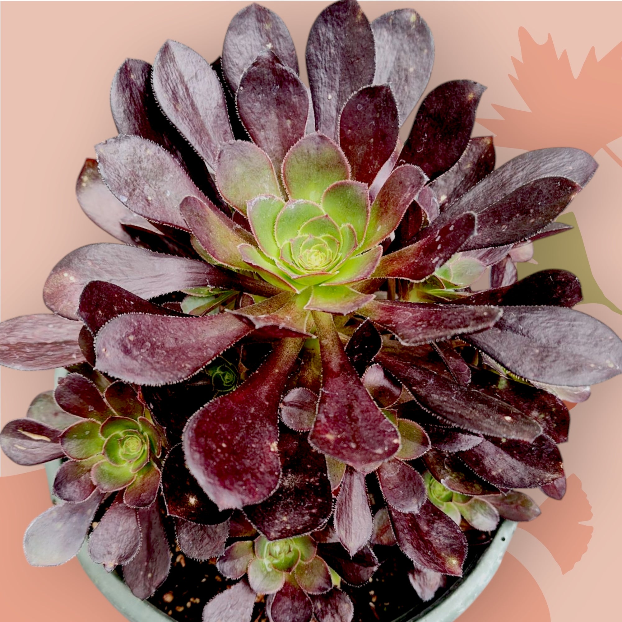 purple aeonium succulent Aeonium 'Voodoo'