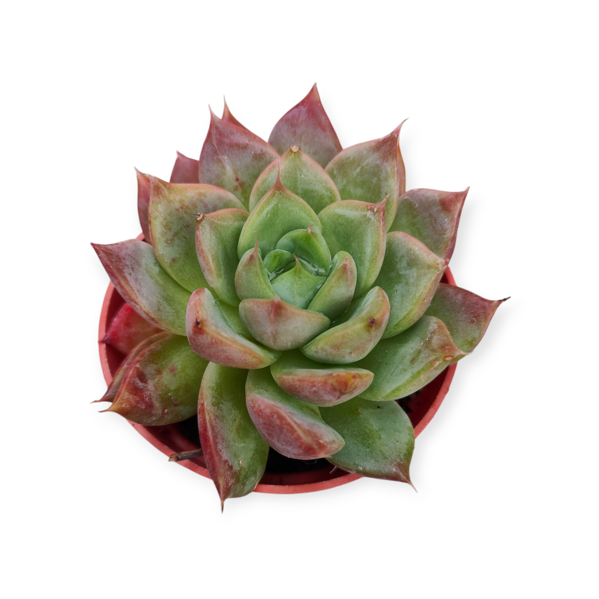 Echeveria Mexican Giant
