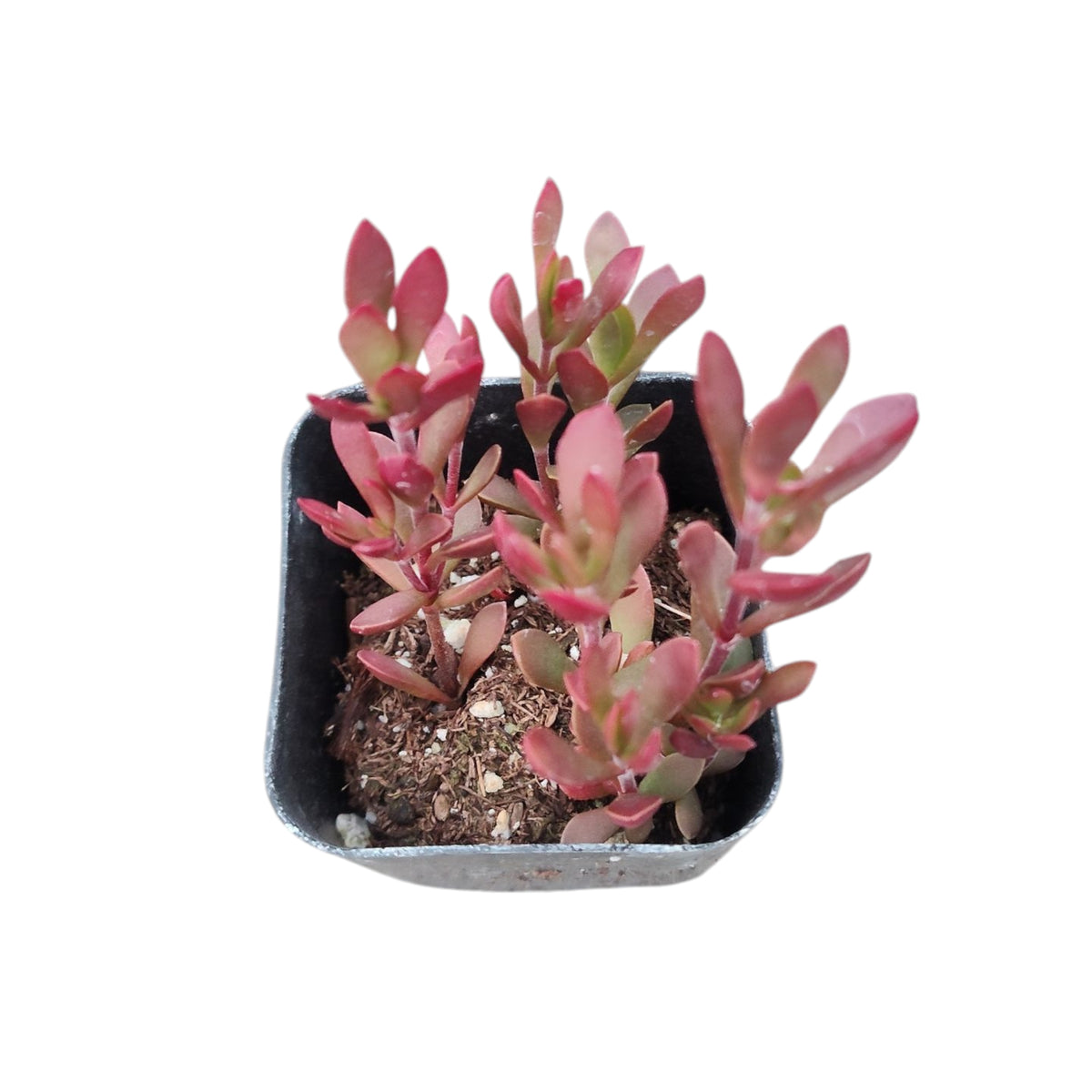 Crassula pubescens ssp. radicans - Small Red Carpet Stonecrop