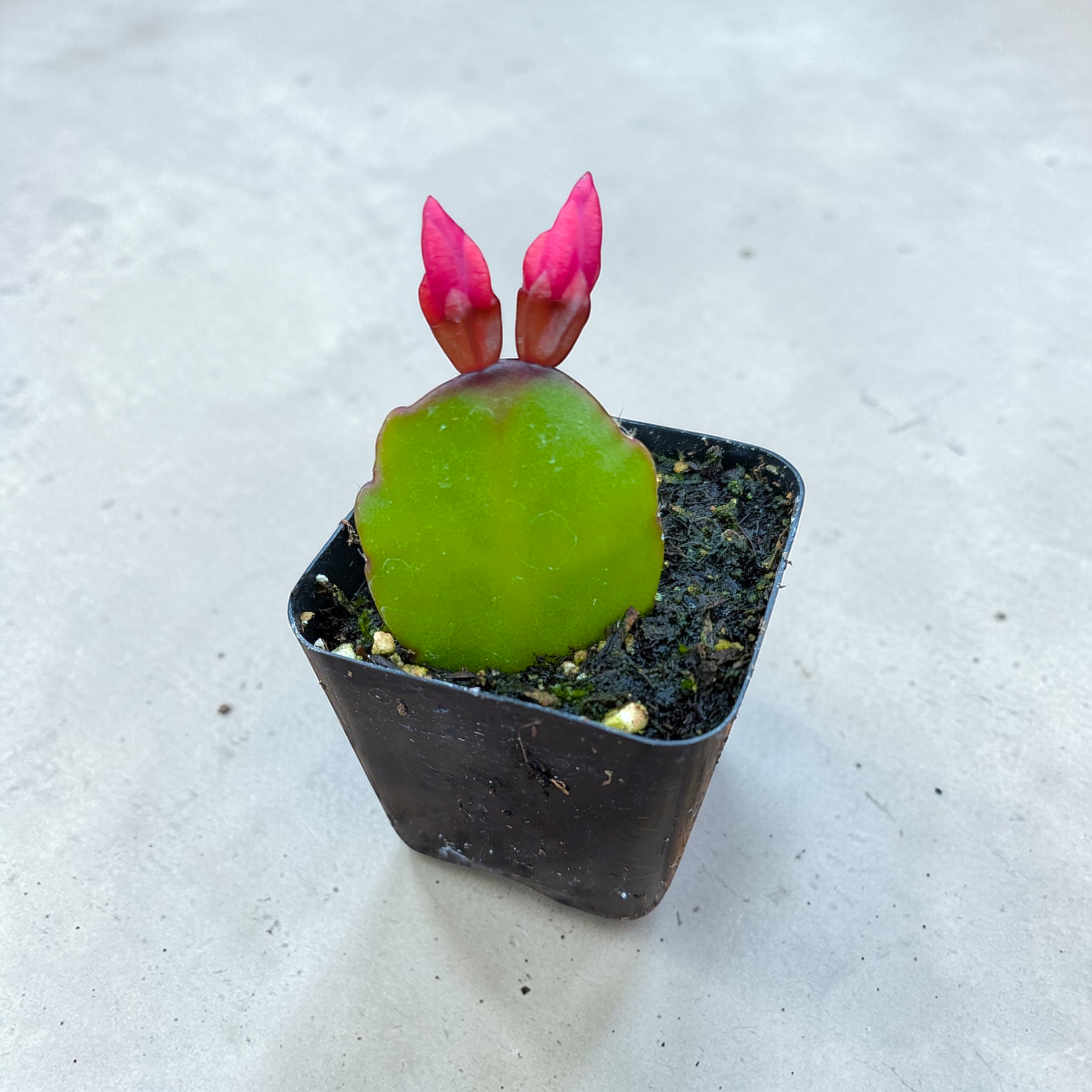 Rhipsalidopsis gaertneri Easter Cactus