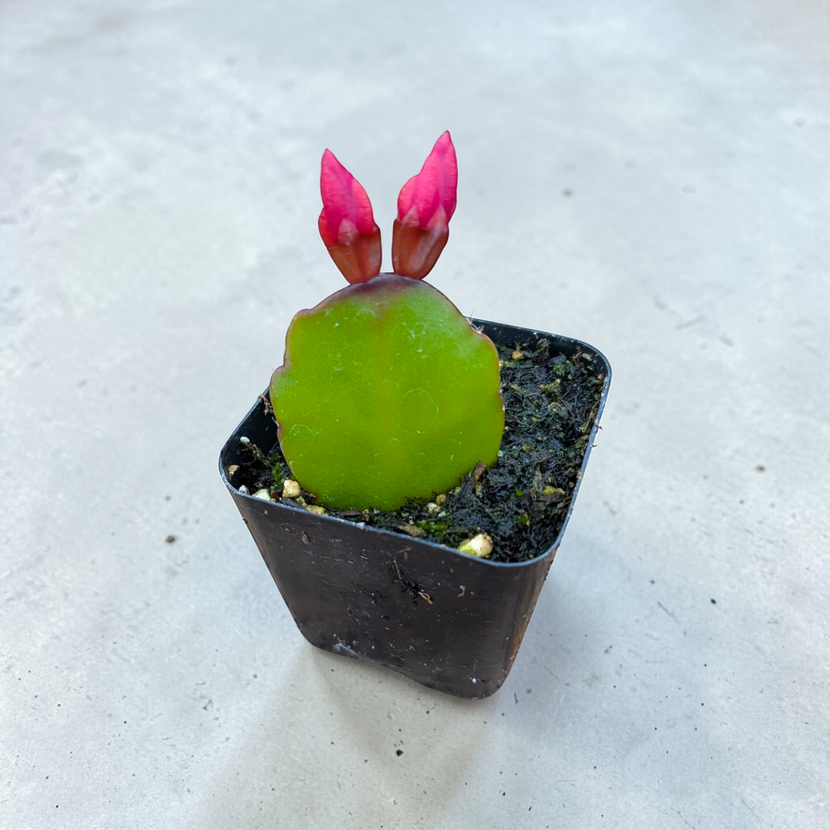 Rhipsalidopsis gaertneri Easter Cactus with emerging pink buds in pot.