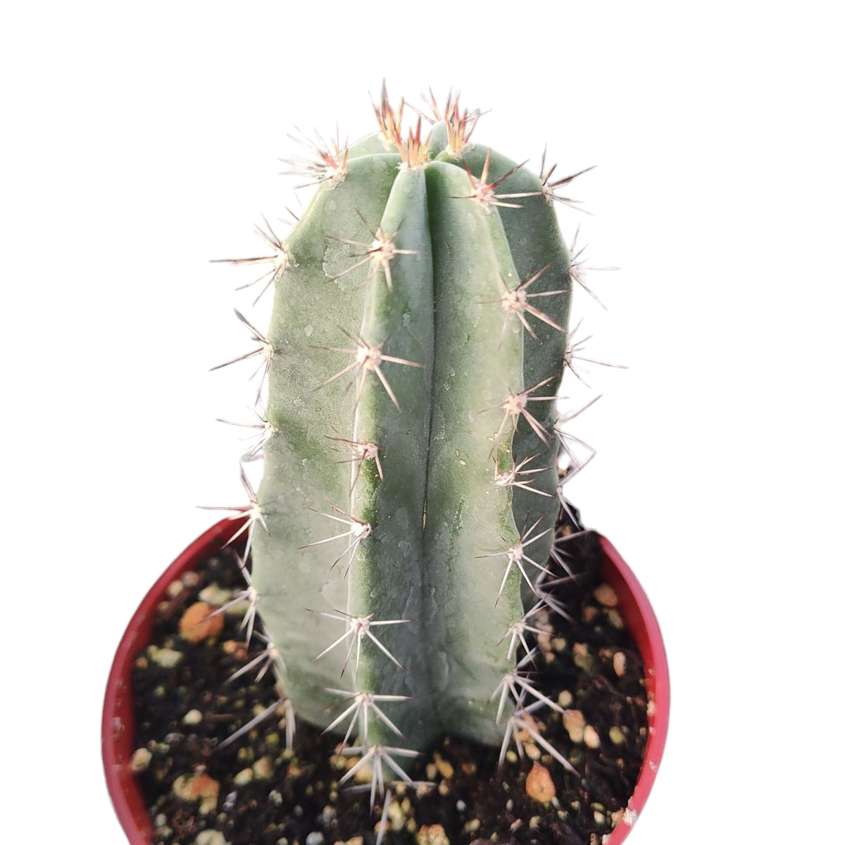 Stenocereus pruinosus cactus in red nursery pot.