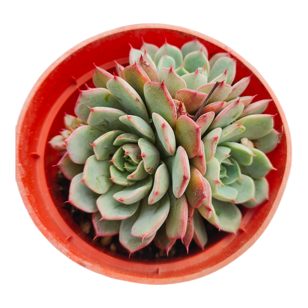 Echeveria Lindsayana in an orange-red nursery pot.