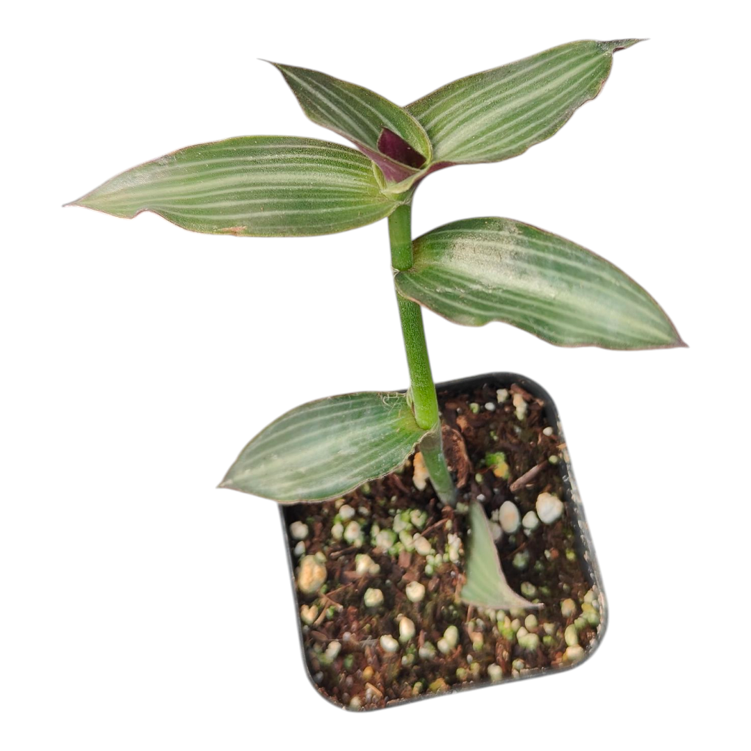 dog ear succulent Callisia Gentlei Elegans Puppy Ears