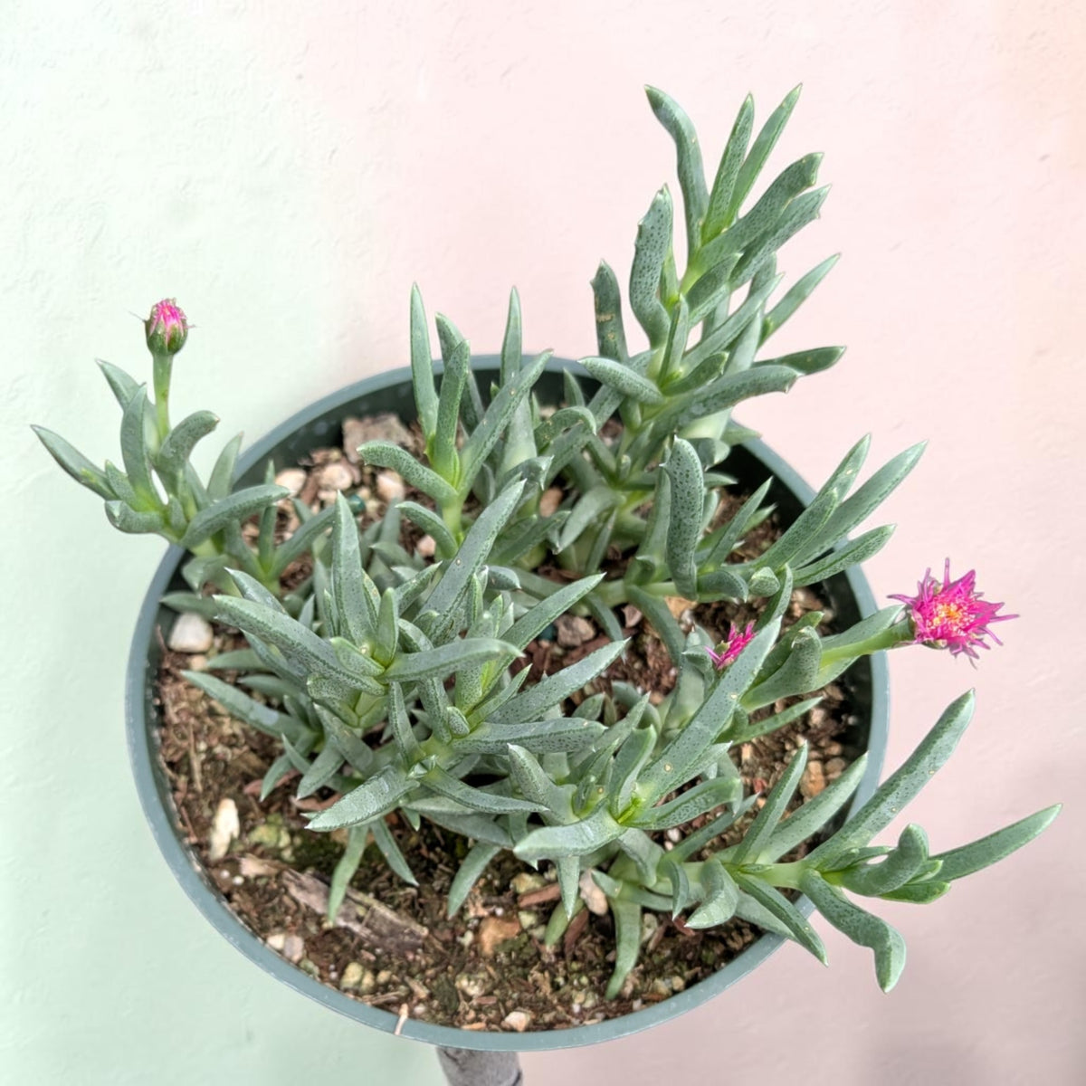 Ruschia pulvinaris - Shrubby Ice Plant