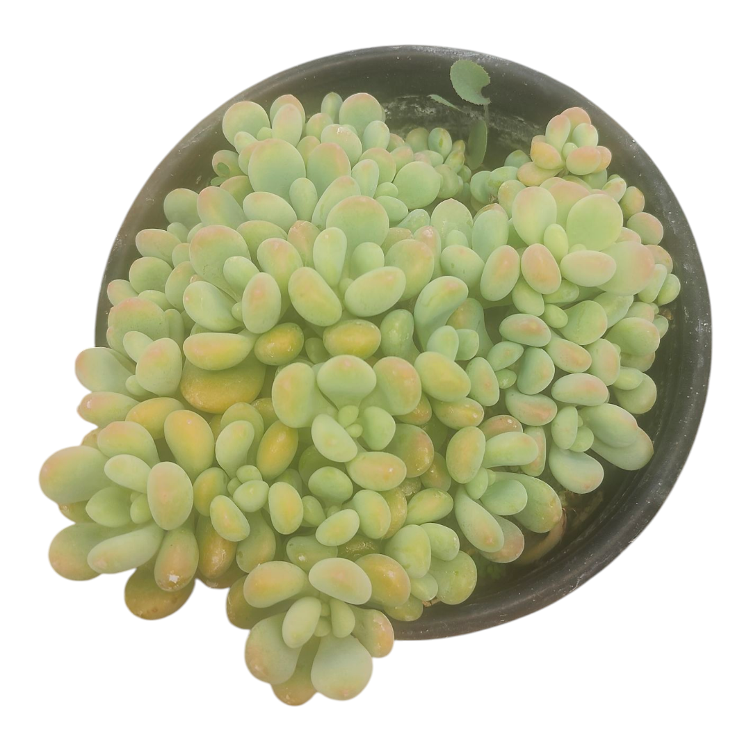 Pachyphytum cv Frevel