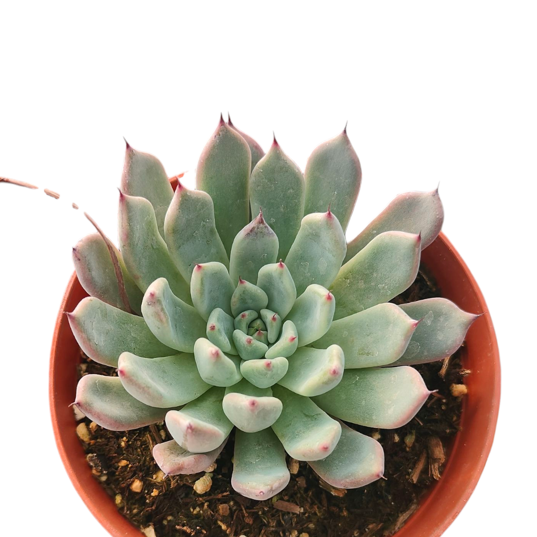 succulent shipping Echeveria Black Tips