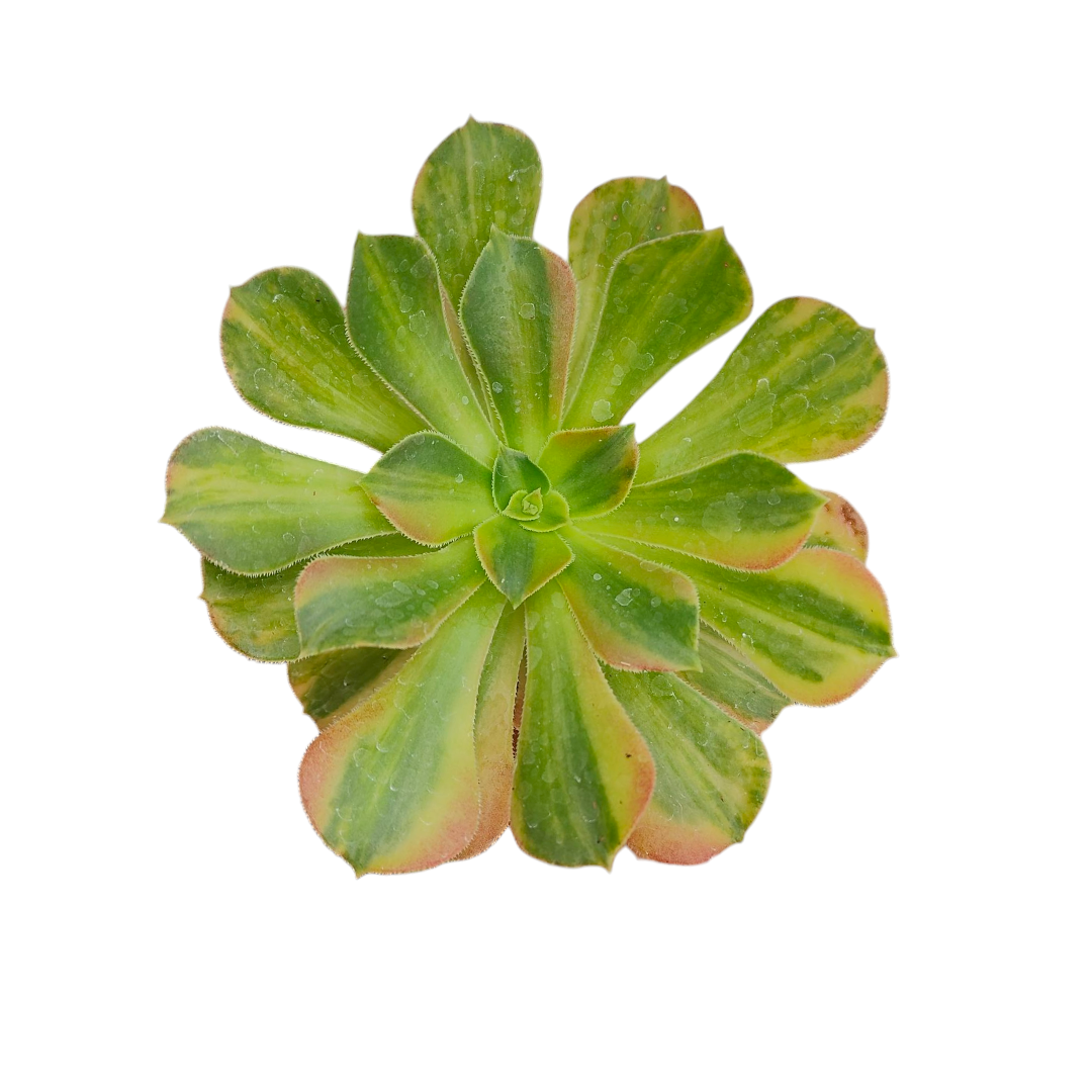 Aeonium Blushing Beauty Variegata