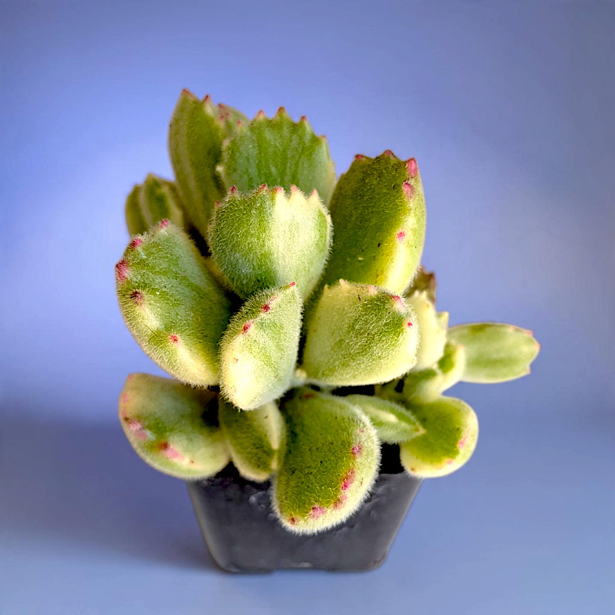Cotyledon tomentosa Variegated Bear's Paw
