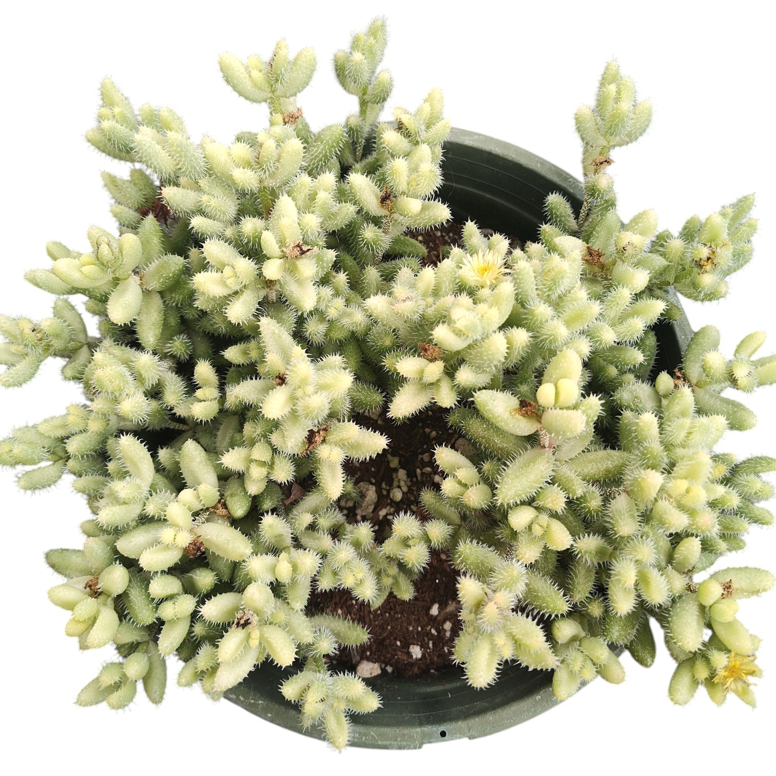 Delosperma echinatum - Pickle Plant Variegata