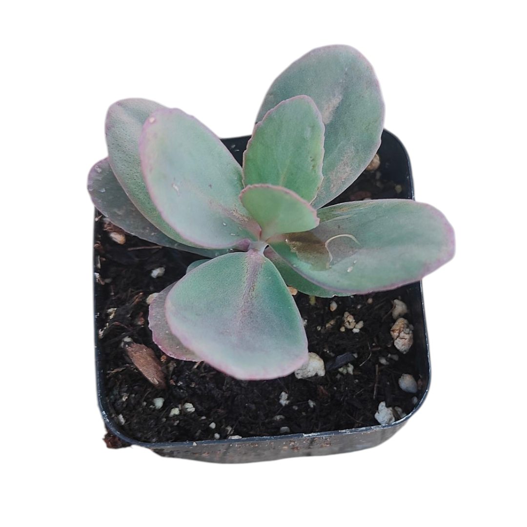 Sedum Marina