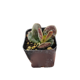 Adromischus trigynus 'Calico Hearts'