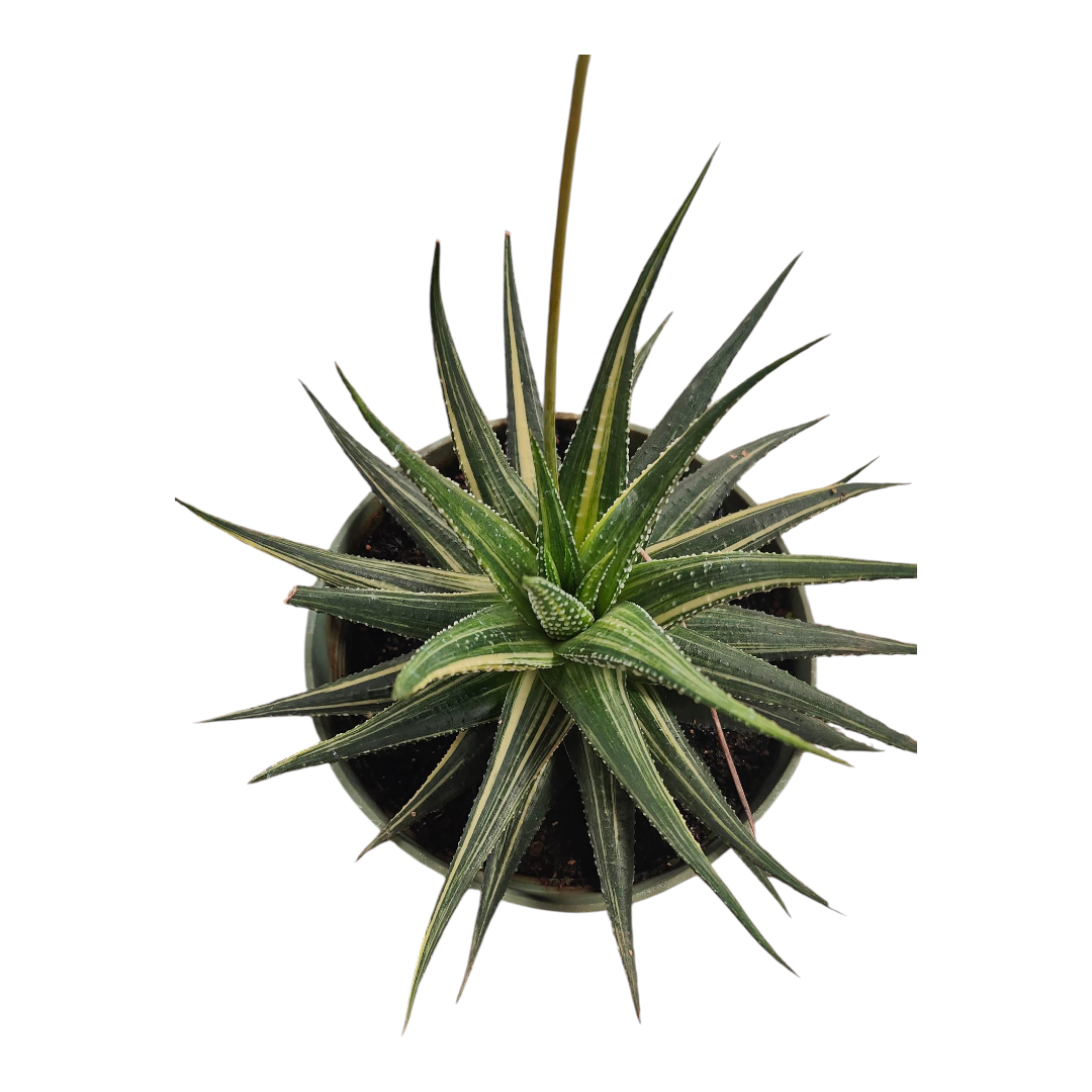 green succulent with pointy leaves Haworthia limifolia