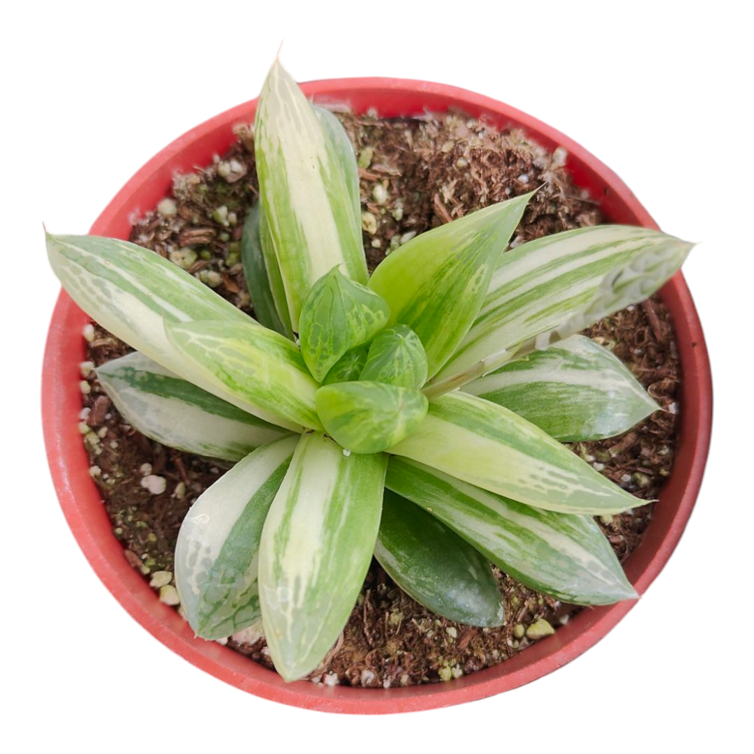 Haworthia cuspidata 'Star Window Plant' Variegata