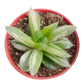 Haworthia cuspidata 'Star Window Plant' Variegata