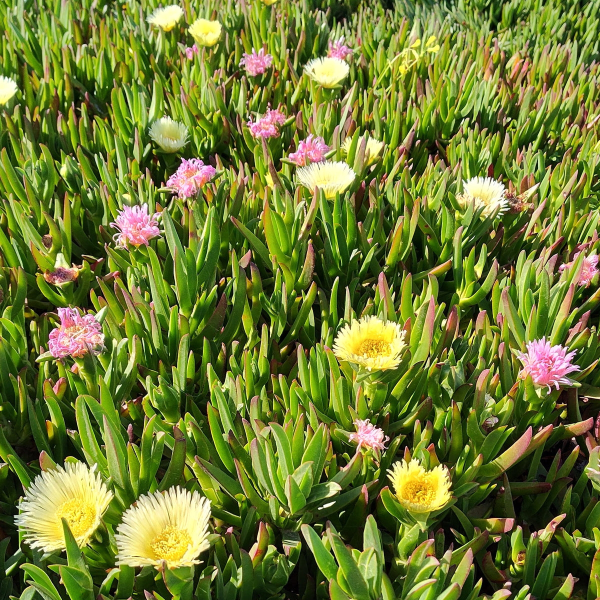 Carpobrotus edulis Hottentot Fig Ice Plant