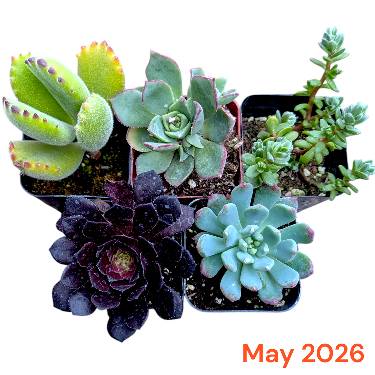 Collection of 5 succulents in small pots with a 'May 2026' label.