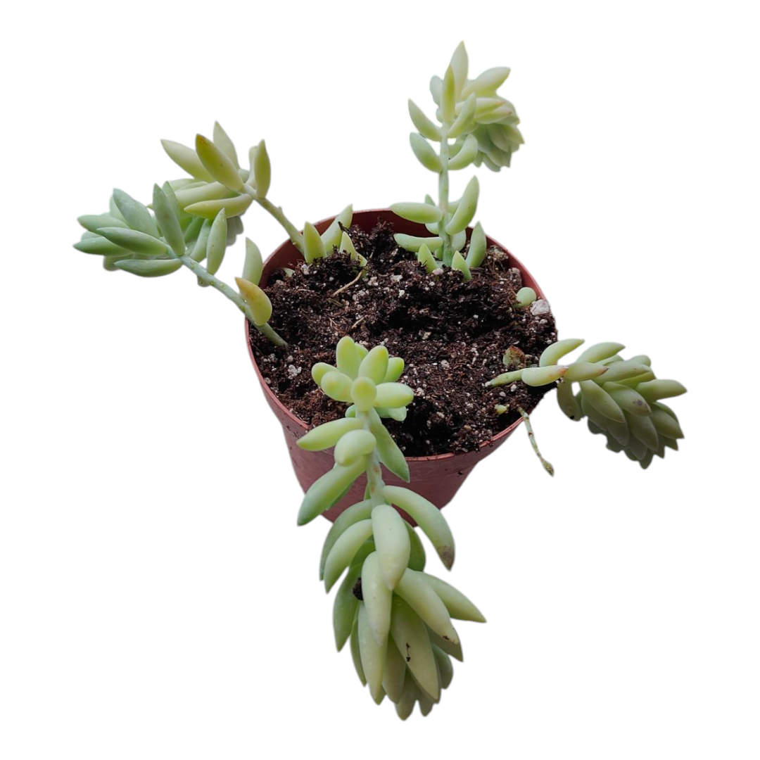 Sedum morganianum 'Cristatum' potted succulent with cascading stems.