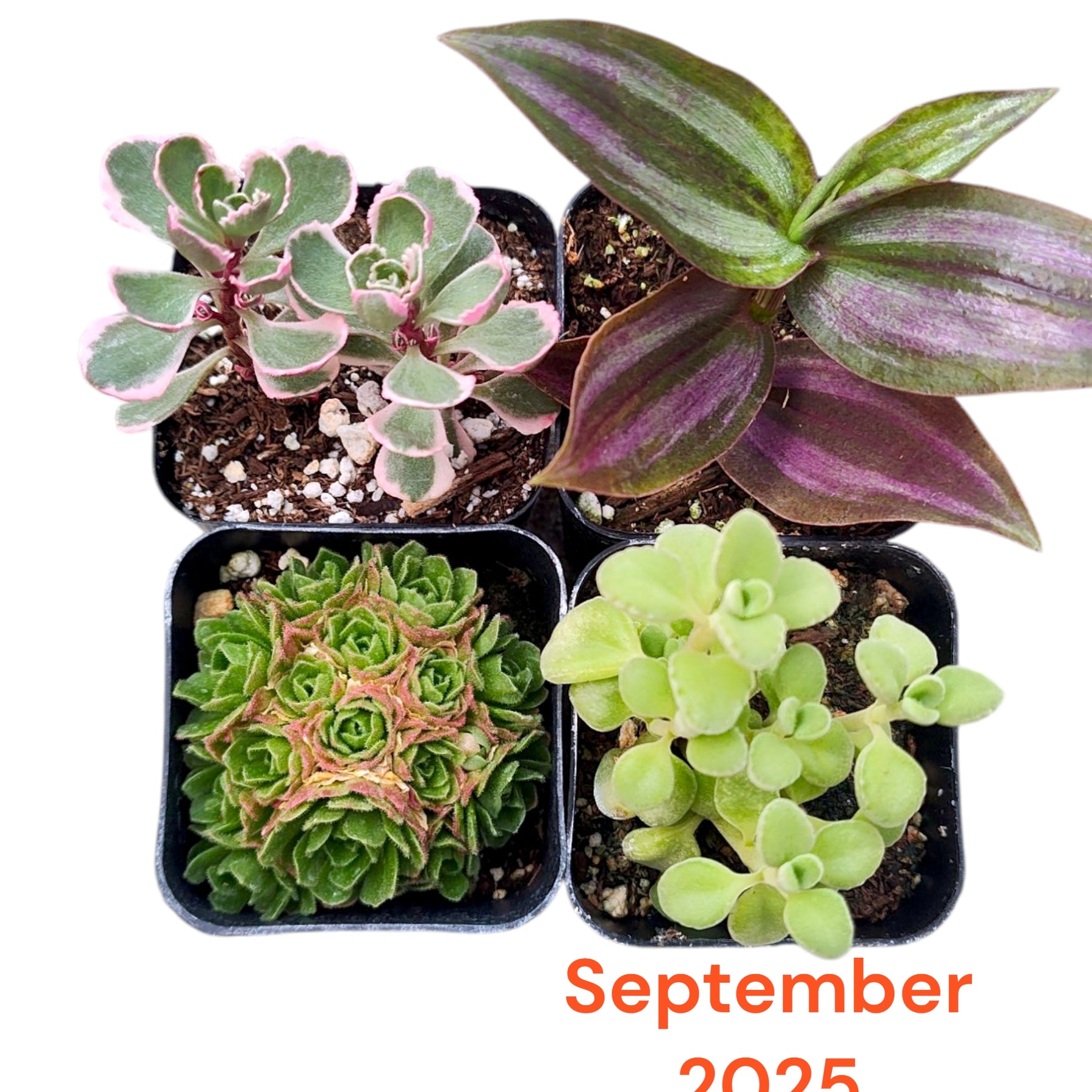 Monthly Subscription Box