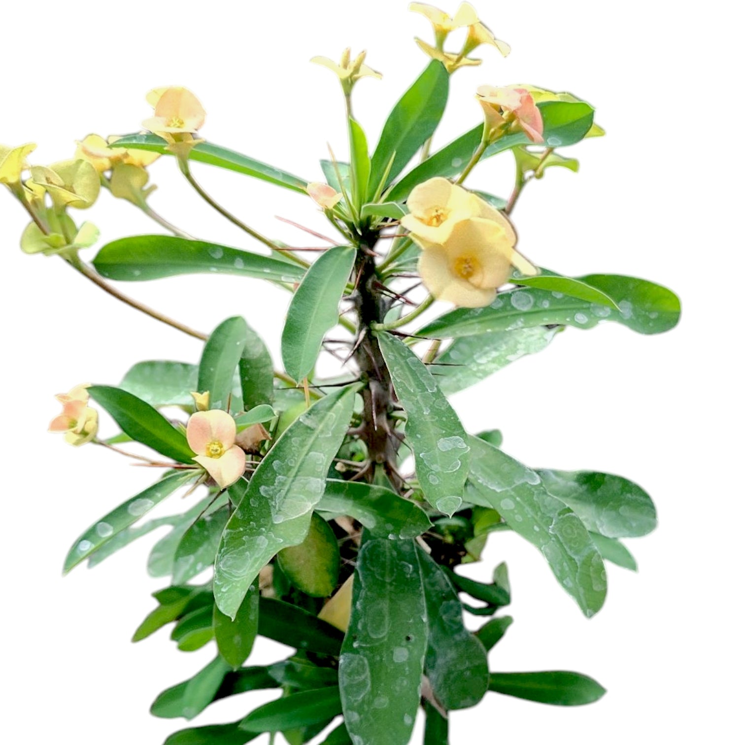 Crown of Thorns - Euphorbia milii