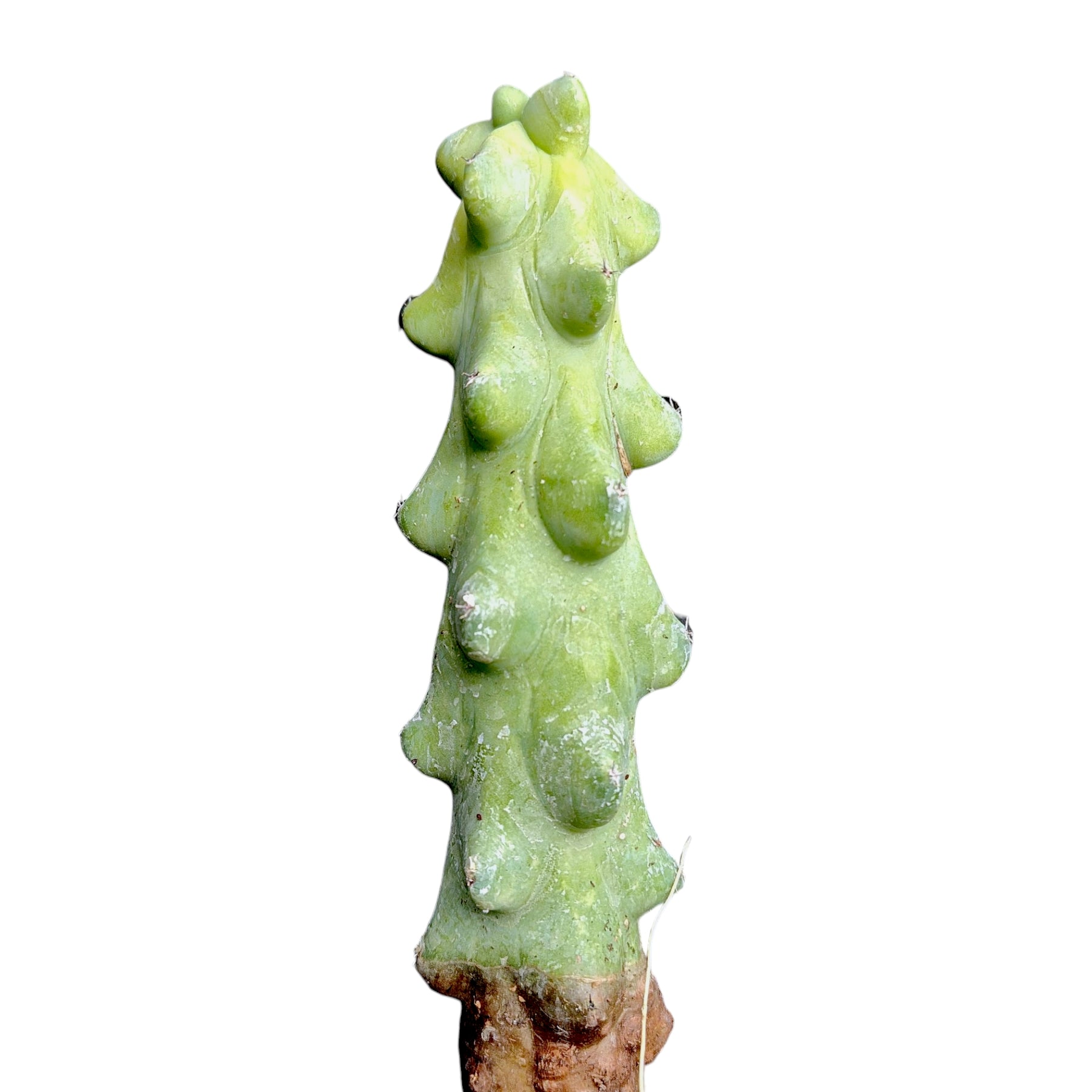 Myrtillocactus Geometrizans Boobie Cactus