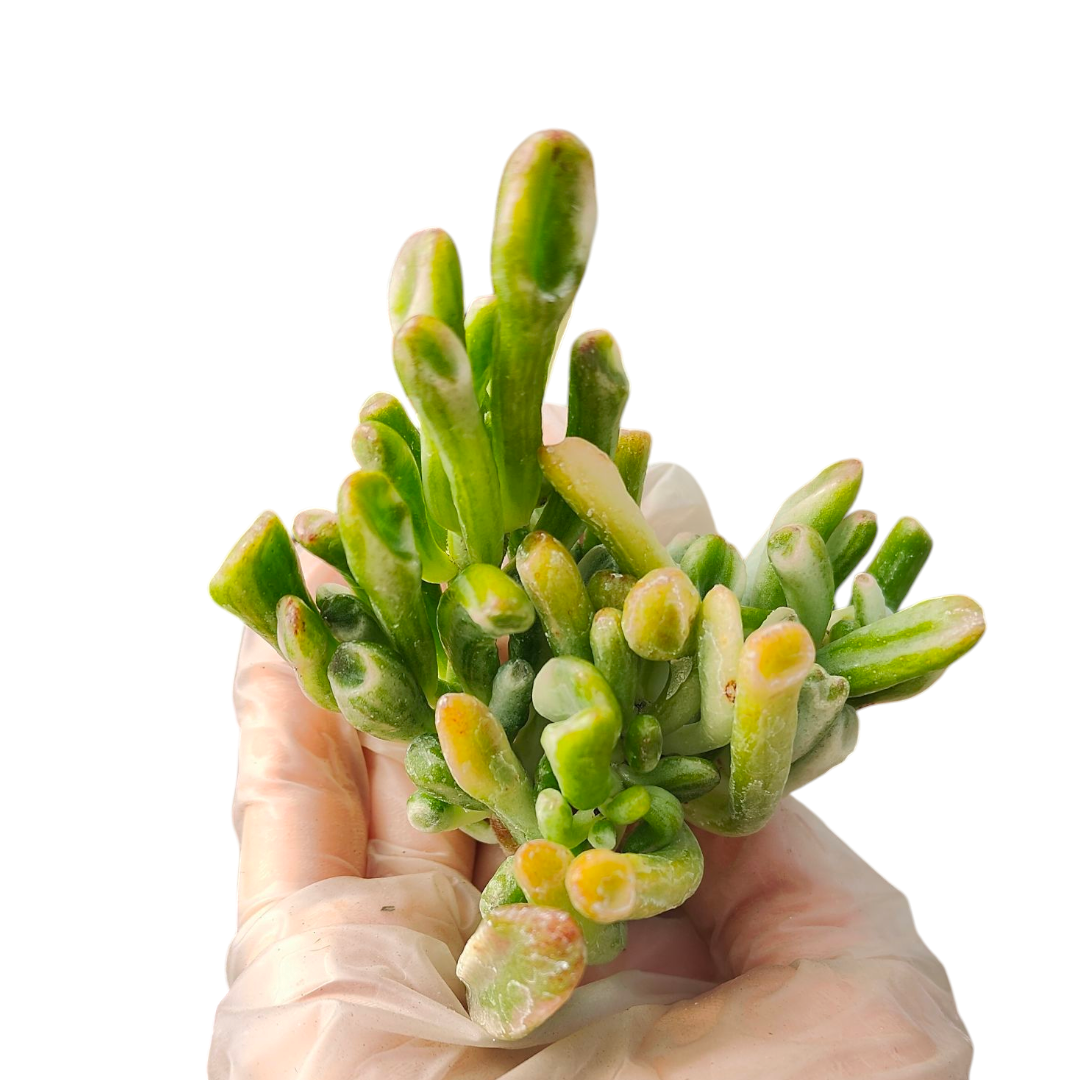 Crassula ovata 'Ogre's Ears' held by gloved hand.