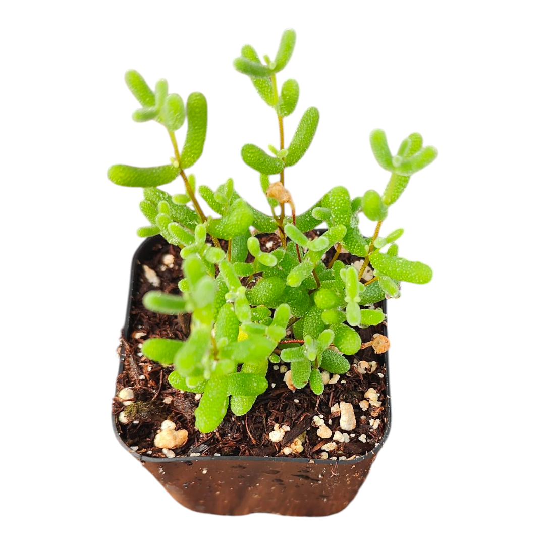 def of succulent Dicrocaulon ramulosum -